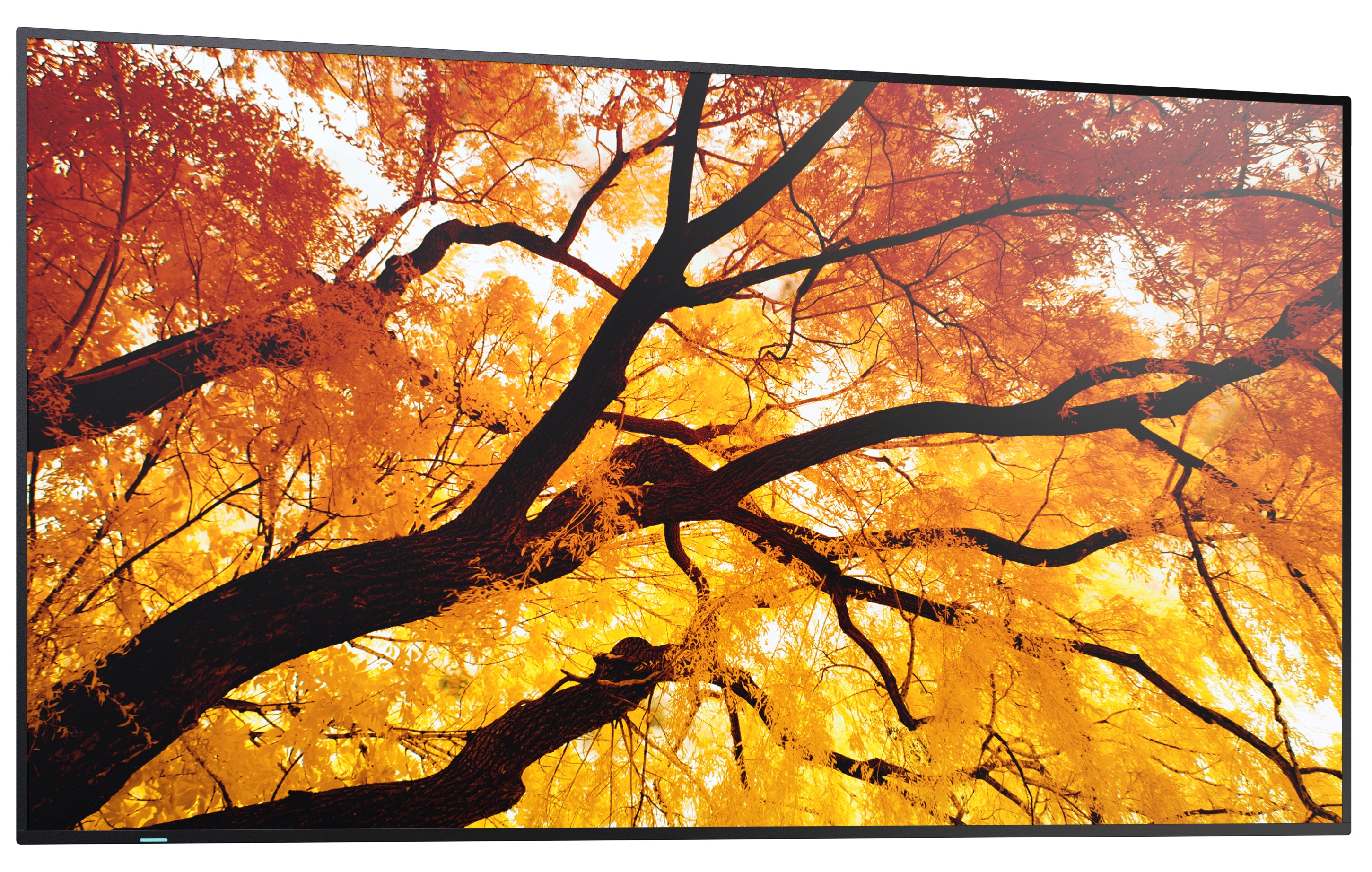 Sharp MultiSync M552 PN-M552 Écran UHD 4K de 55 pouces